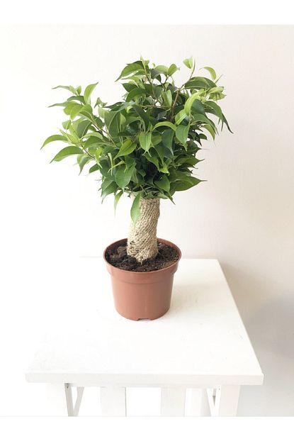ficus benjamin natasja ithal 35 40 cm