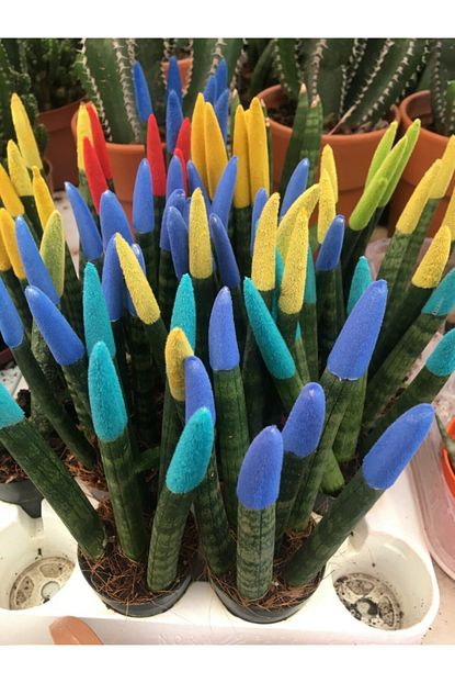Fidanci Renkli Sansevieria Pasa Kilici Cicegi Velvet Touch Boy 15 25 Cm Trendyol