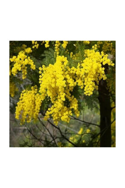Fidan Sepetim Mimoza Agaci Fidani Gumusi Akasya Acacia Dealbata Trendyol