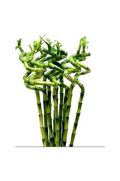 Armen Botanik 6 Adet Dal Bambu Sans Bambusu Sprial Bamboo 100 110 Cm Trendyol