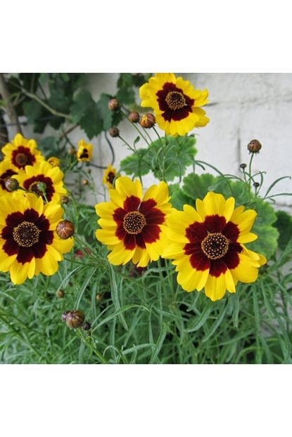 Idea Bahce Kiz Gozu Bodur Coreopsis Cicegi Tohumu 100 Tohum Fiyati Yorumlari Trendyol