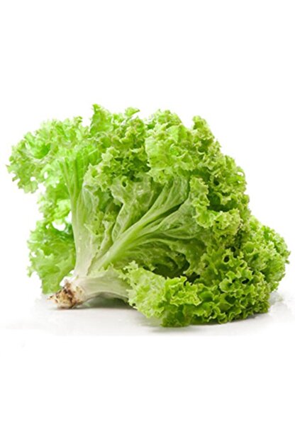 Oxe Garden Dogal Kivircik Marul Tohumu Al 200 Adet Ev Ve Bahce Icin Ideal En Uygun Fiyat Ayni Gun Kargo Trendyol