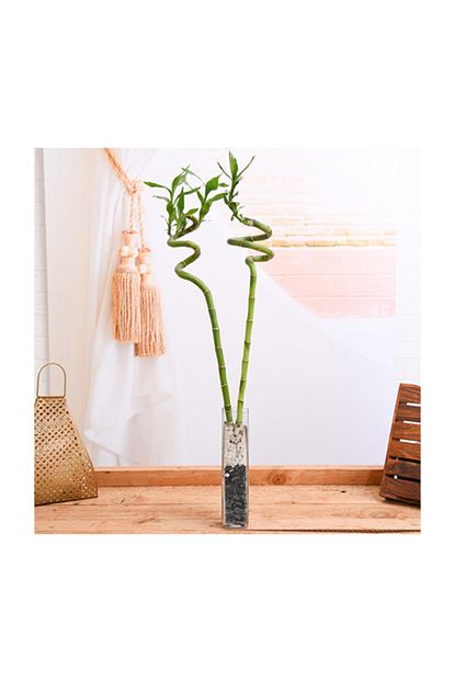Salonbitkileri Sans Bambusu Lucky Bamboo 80cm Trendyol