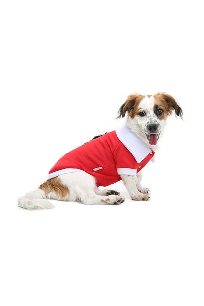 Dogi Dog Kardan Adam Kedi Kopek Ceketi M Beden 1 6 Kg 3 5 Kg Sirt Olcusu 25 Cm Trendyol