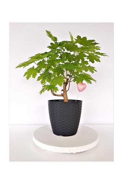 Nar Bonsai Bonsai Japon Akca Agaci Cinar Yaprakli Akcaagac Trendyol