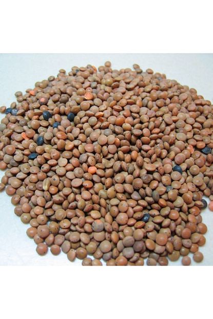Tereci Malatya Siyah Mercimek 1000 Gr Trendyol