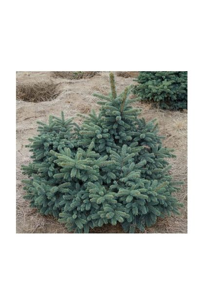 picea pungens waldbrunn mavi yesil ladin 40 50 cm saksida
