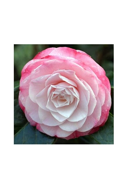Fidanistanbul Camellia Japonica Desire Toz Pembe Cicekli Kamelya Ithal 100 Cm Saksida Trendyol