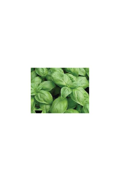 Bursa Tohumculuk Bursa Tohum Yesil Reyhan Tohumu 10gr Trendyol