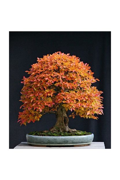 Cam Tohumculuk Liquidambar Bonzai Agaci Tohumu 5 Adet Bonsai Agaci Tohumu Trendyol