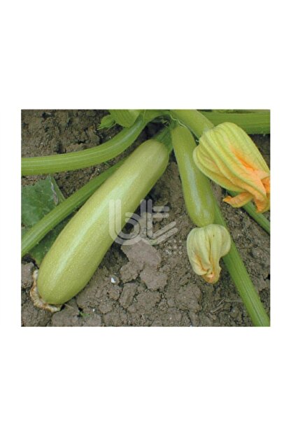 bursa tohumculuk bursa kabak tohumu