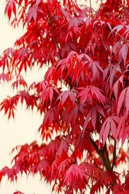 Idea Bahce Tuplu Kirmizi Renkli Akca Agac Acer Buergerianum Fidani Trendyol