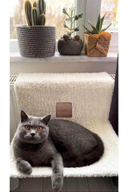 Miaou Kedi Hamagi Trendyol