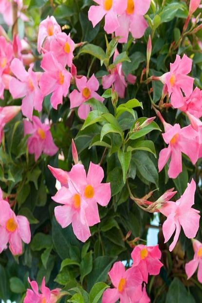 Idea Bahce Tuplu Kokulu Pembe Renkli Mandevilla Cicegi Fidani 150 200cm Trendyol