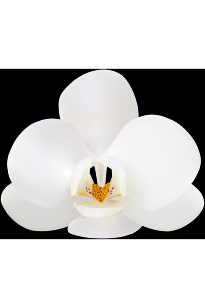 Dayou 25 Adet Phalaenopsis Beyaz Renk Orkide Cicegi Tohumu 10 Adet Hediye Karisik Renk Gul Cicek Tohumu Trendyol