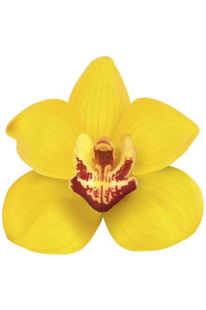 Cayka 50 Adet Phalaenopsis Sari Renk Orkide Cicegi Tohumu 10 Adet Hediye Karisik Renk Gul Cicek Tohumu Trendyol