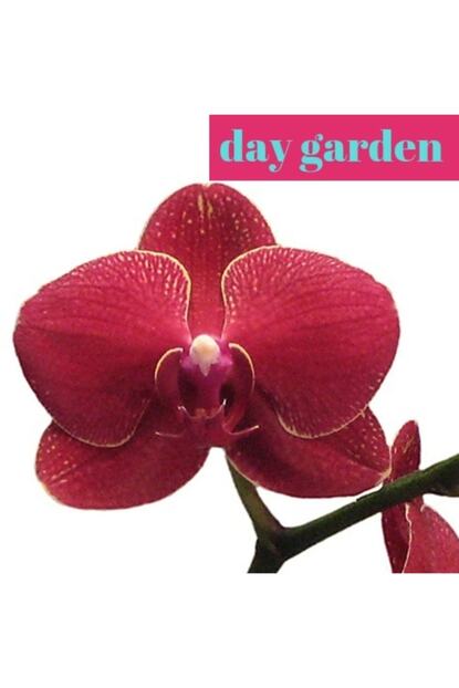 Dayf 50 Adet Phalaenopsis Bordo Renk Orkide Cicegi Tohumu 10 Adet Hediye Karisik Renk Gul Cicek Tohumu Trendyol
