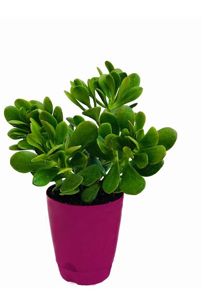 akdeniz tarim crassula ovata 2 yasinda yesim bitkisi para agaci sans bereket bitkisi para cicegi fiyati yorumlari trendyol