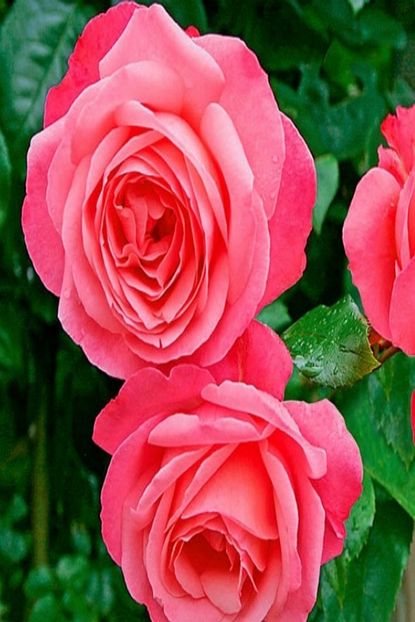 Bilgarden Tuplu Hybrid Tea Yediveren Rosannna Kokulu Sarmasik Cardak Gulu Fidani Trendyol