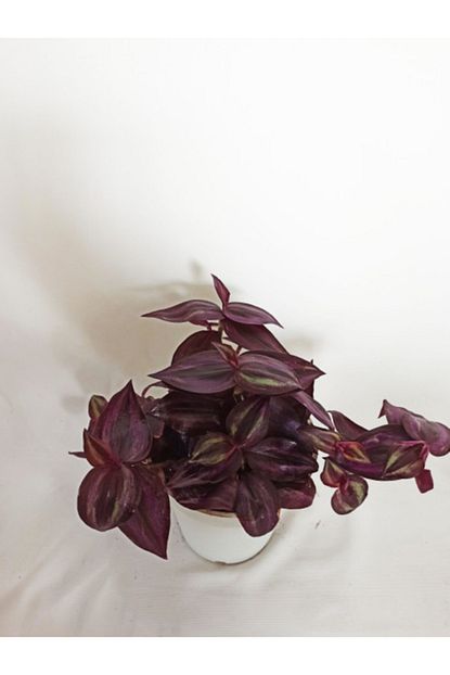 Bitki Fidanim Ithal Telgraf Cicegi Tradescantia Trendyol