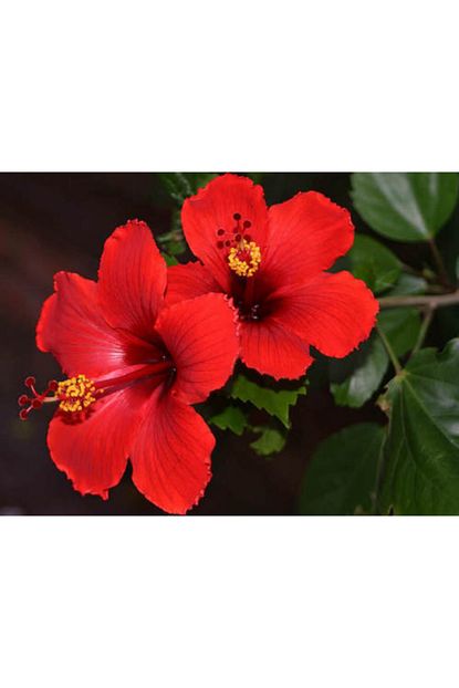 Fidanburada Japon Gulu Fidani Hibiscus Rosa Kirmizi Renkli Trendyol