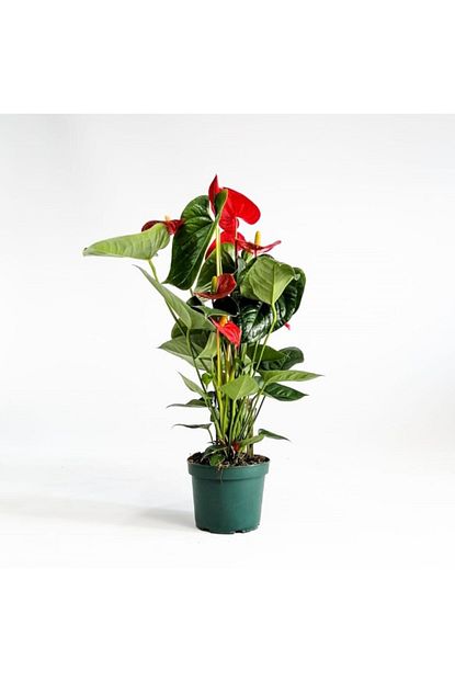 Fidanburada Antoryum Cicegi Flamingo Cicegi Anthurium Ithal 60 Cm Trendyol