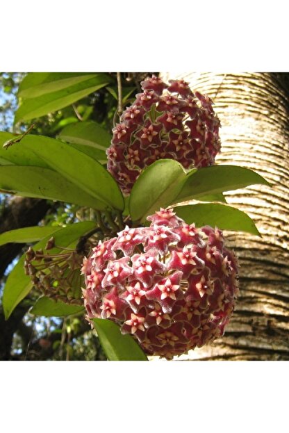 Naturel Tohum Mum Cicegi Tohumu Trendyol Bitkilerde döllenme sonunda yumurtacıktan oluşan ve yeni bir bitki oluşmasını sağlayan tane; naturel tohum mum cicegi tohumu trendyol