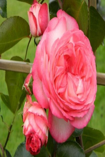 Bilgarden Tuplu Hybrid Tea Yediveren Antike 89 Kokulu Sarmasik Cardak Gulu Fidani Trendyol