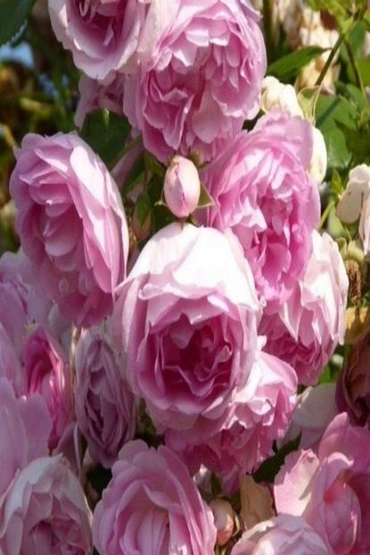 Bilgarden Tuplu Hybrid Tea Yediveren Acik Pembe Yasmina Kokulu Sarmasik Cardak Gulu Fidani Trendyol