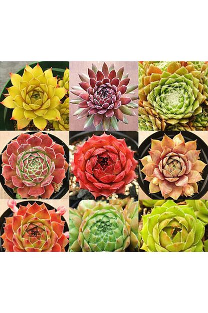 Farmlife Tohum 9 Adet 9 Cesit Sempervivum Sukulent Tohumu Trendyol