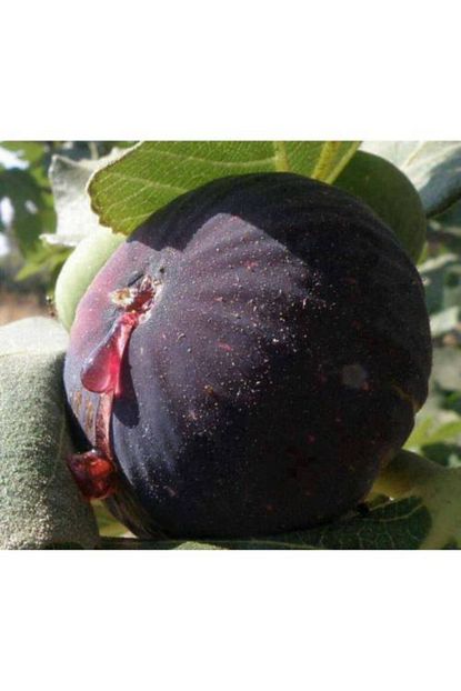 Taskar Peyzaj Bursa Siyah Incir Yediveren Fidani 60 100 Cm Acik Kok Trendyol