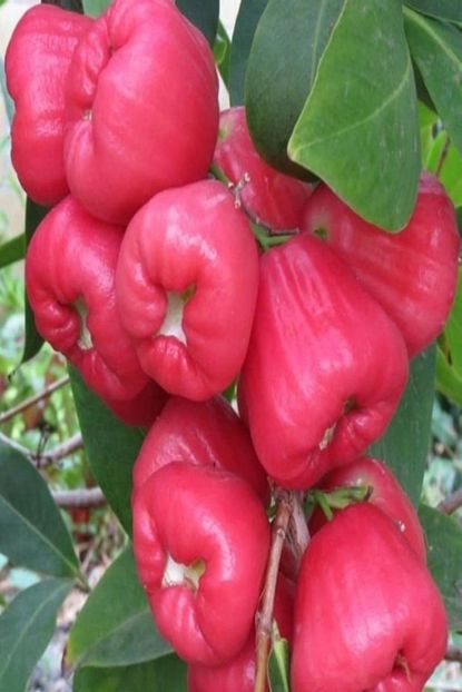 Evvebahce Ozel Uretim Java Apple Tuplu Gul Elmasi Fidani Trendyol