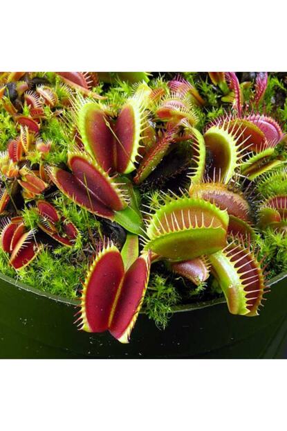 naturel tohum venus fly trap tohumu fiyati yorumlari trendyol