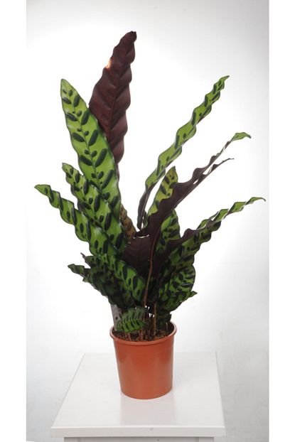 kalatya calathea lancifolia