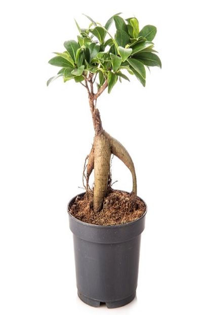 Alibotanik Bonsai Cicegi Ficus Gingseng 15 Cm Fiyati Yorumlari Trendyol