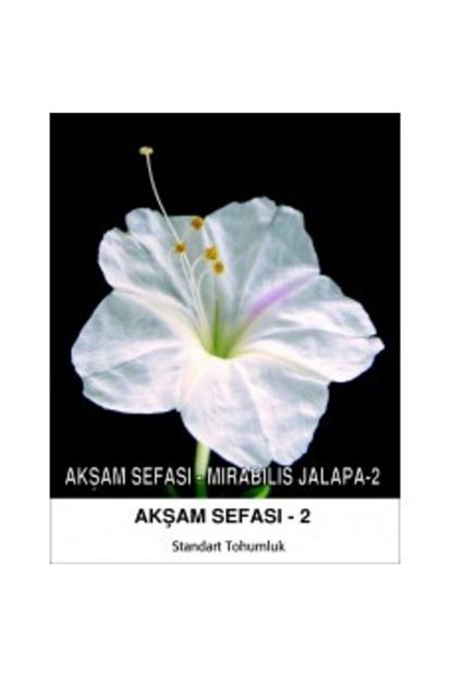 aksam sefasi cicegi