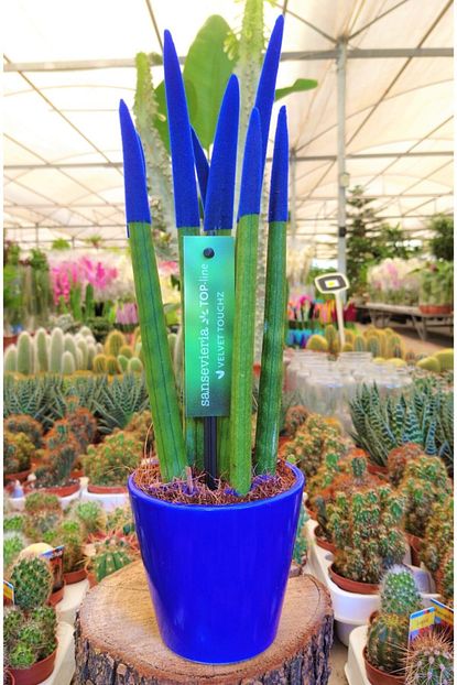 Giz Floral Cicekcilik Sansevieria Velvet Touchz Mavi Renkli Pasa Kilici Cicegi Trendyol