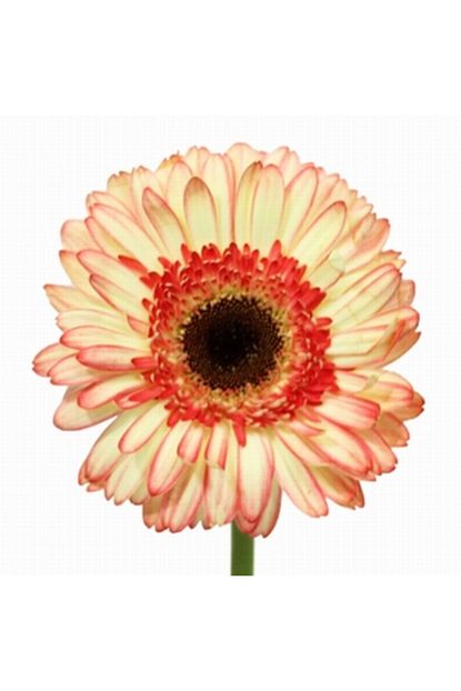 cayka 25 adet sari turuncu renk gerbera