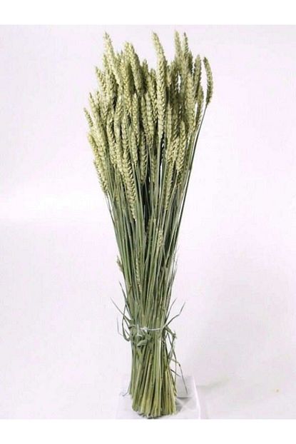 Peyzaj Burada Online Bahce Market Uru Cicek Triticum Spring Green Trendyol