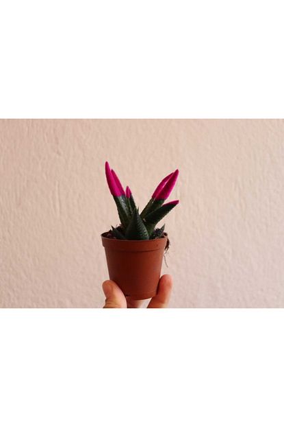 Ender Peyzaj Howartia Bitkisi Kadife Boyali Kaktus Ucu Boyali Kaktus Pembe Trendyol