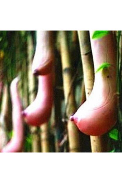 vietnam kabagi neden yasak
