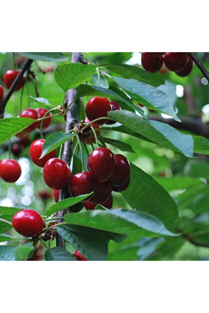 renk sepeti asili 0900 ziraat kiraz