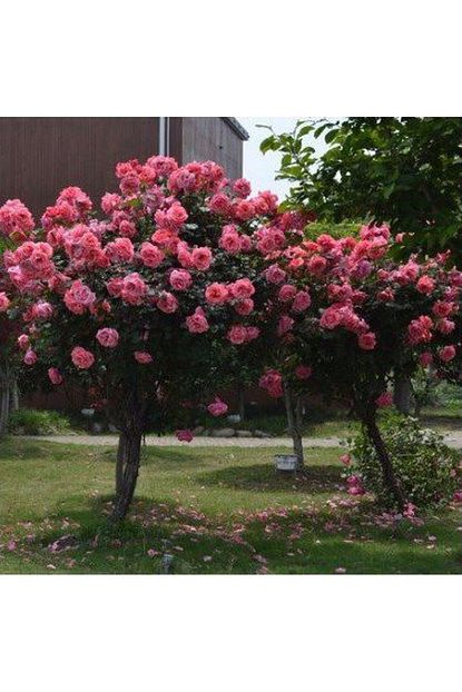 Tohum Dunyam 5 Adet Bodur Pembe Gul Agaci Tohumu Trendyol