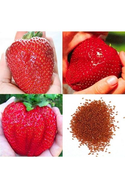 Tohum Dunyam 20 Adet Nadir Dev Cilek Tohumu Trendyol