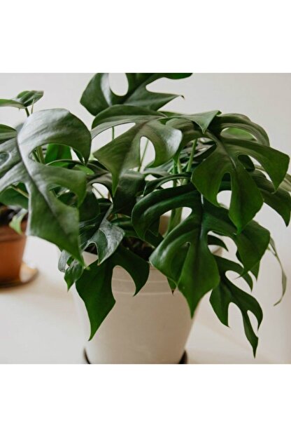 Botanikbahcem Monstera Devetabani Rhaphidophora Tetrasperma Ic Mekan Trendyol