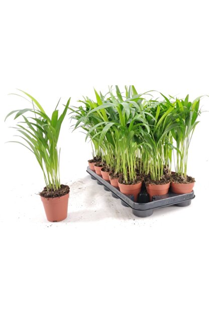 Peyzaj Burada Online Bahce Market Areka Palmiyesi Ic Mekan Bitkileri Bahce Areca Dypsis Lutescens 30 35 Cm Trendyol