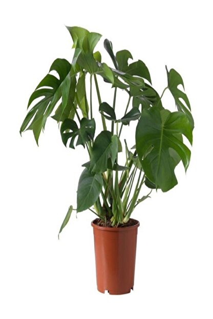 Alibotanik Deve Tabani Cicegi 35 45 Cm Trendyol