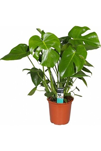 Salonbitkileri Deve Tabani Bitkisi 40 50 Cm Trendyol