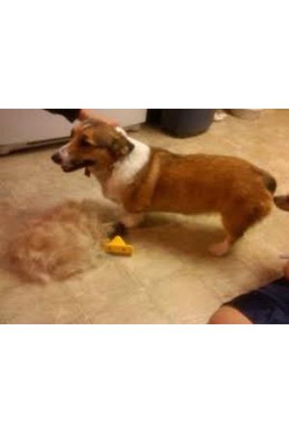 Ikon Market Kedi Kopek Tuy Alici Tarak Trendyol