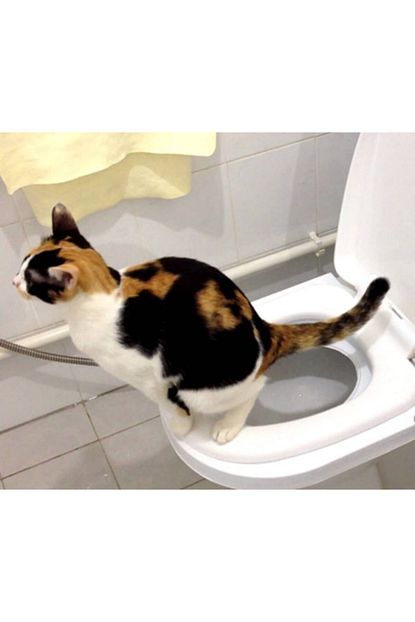 Znm Shop Citi Kitty Kedi Tuvalet Egitim Seti Trendyol